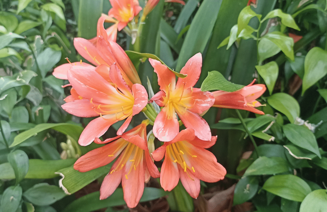 Amarilis