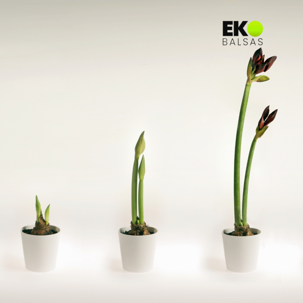 amarilio priežiūra po žydėjimo