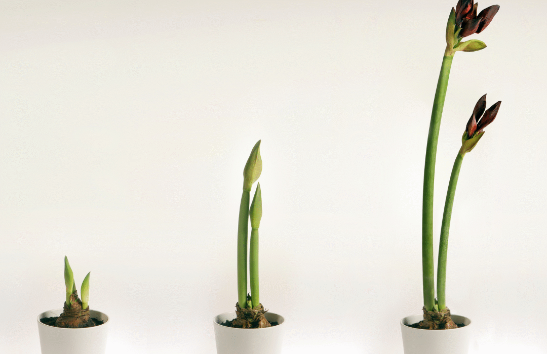 amarilio priežiūra po žydėjimo