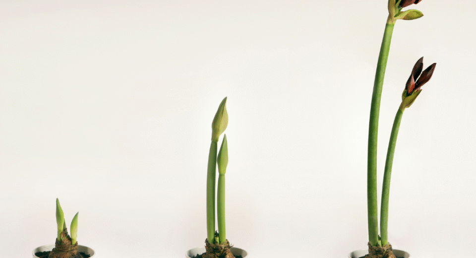 Amarilio priežiūra po žydėjimo: kaip išsaugoti gėlę kitam sezonui 6 amarilio priežiūra po žydėjimo