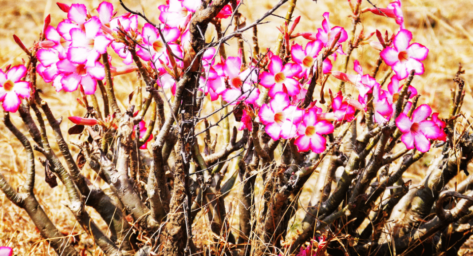 Dykumų rožė: nebyli smėlynų gėlė ir laiko kristalas 5 dykumų rožė