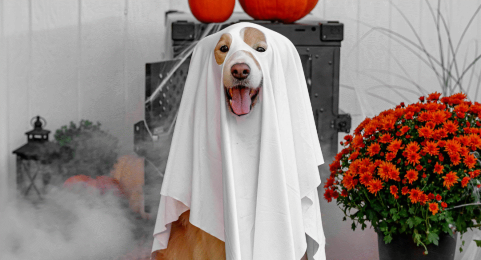 helovino dekoracijos