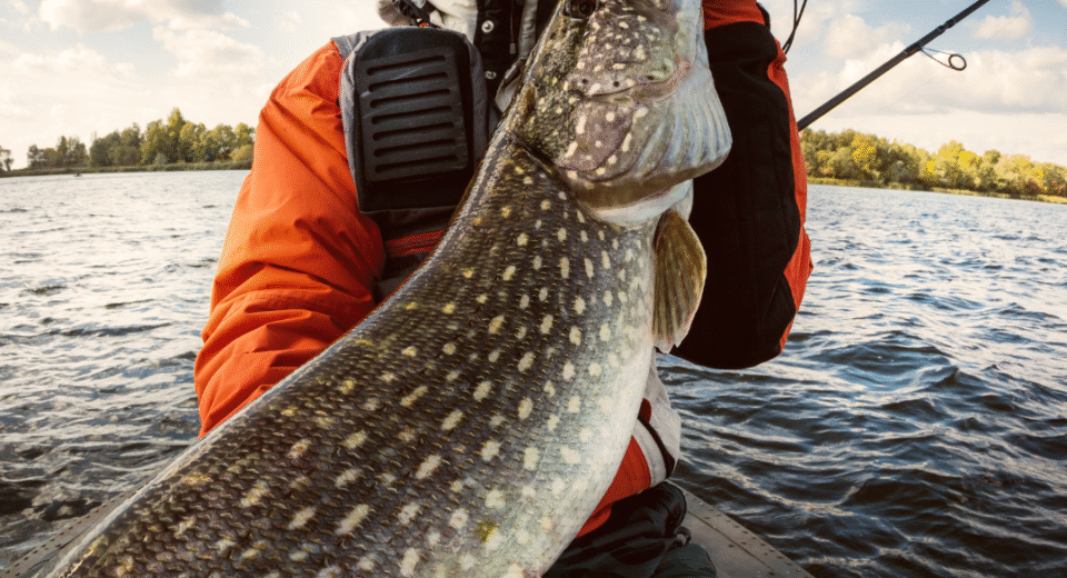 lydekų žvejyba taisyklės