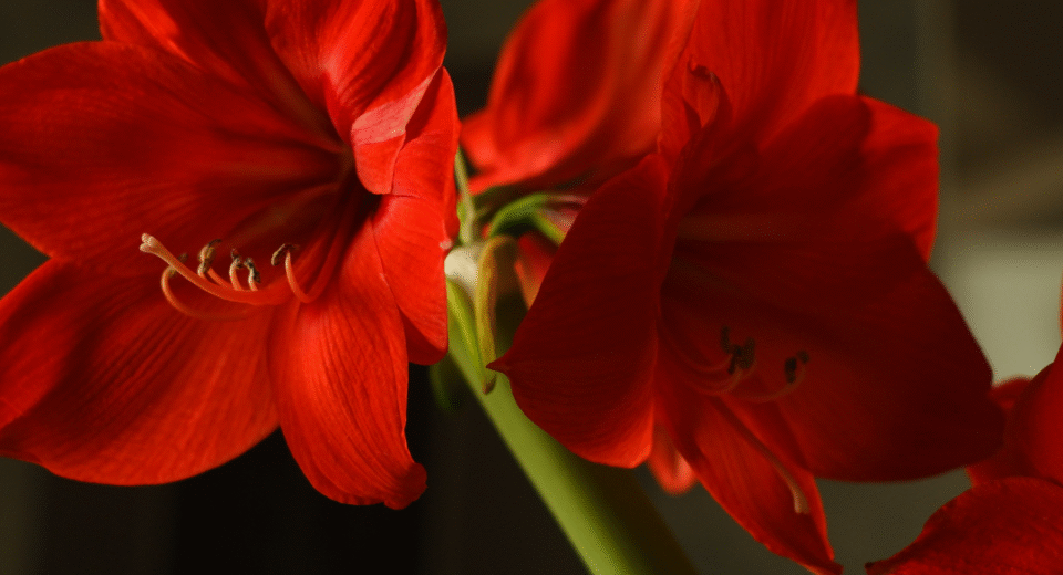 Vaškuotas amarilis – elegancija be sudėtingos priežiūros žiemą 7 vaškuotas amarilis