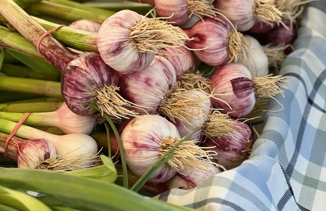 česnakų sodinimo laikas​