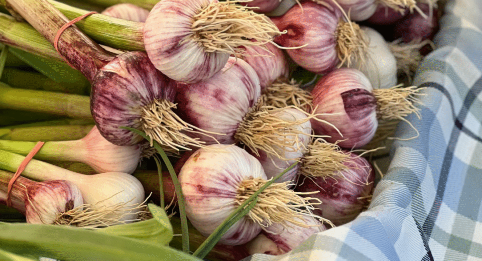 česnakų sodinimo laikas​