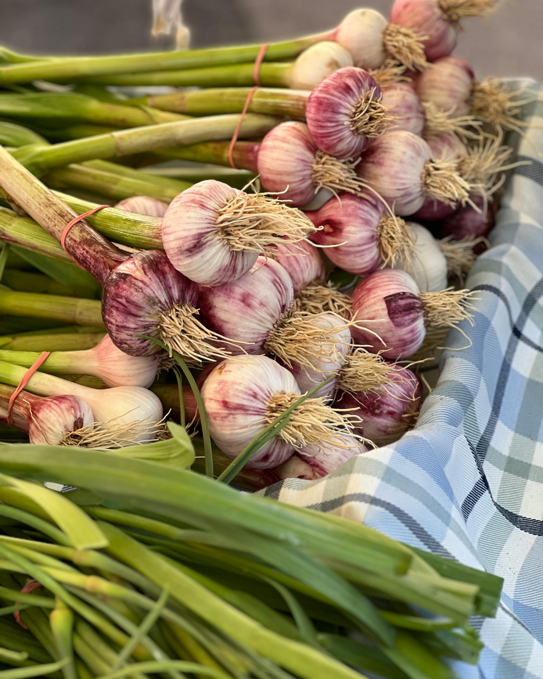 česnakų sodinimo laikas​