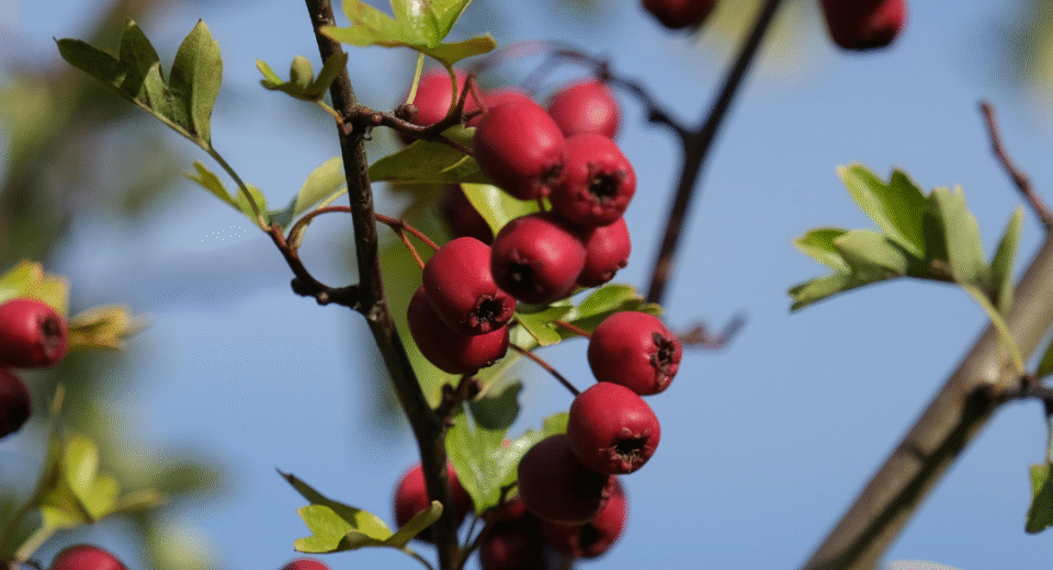 džiovinti gudobelės vaisiai
