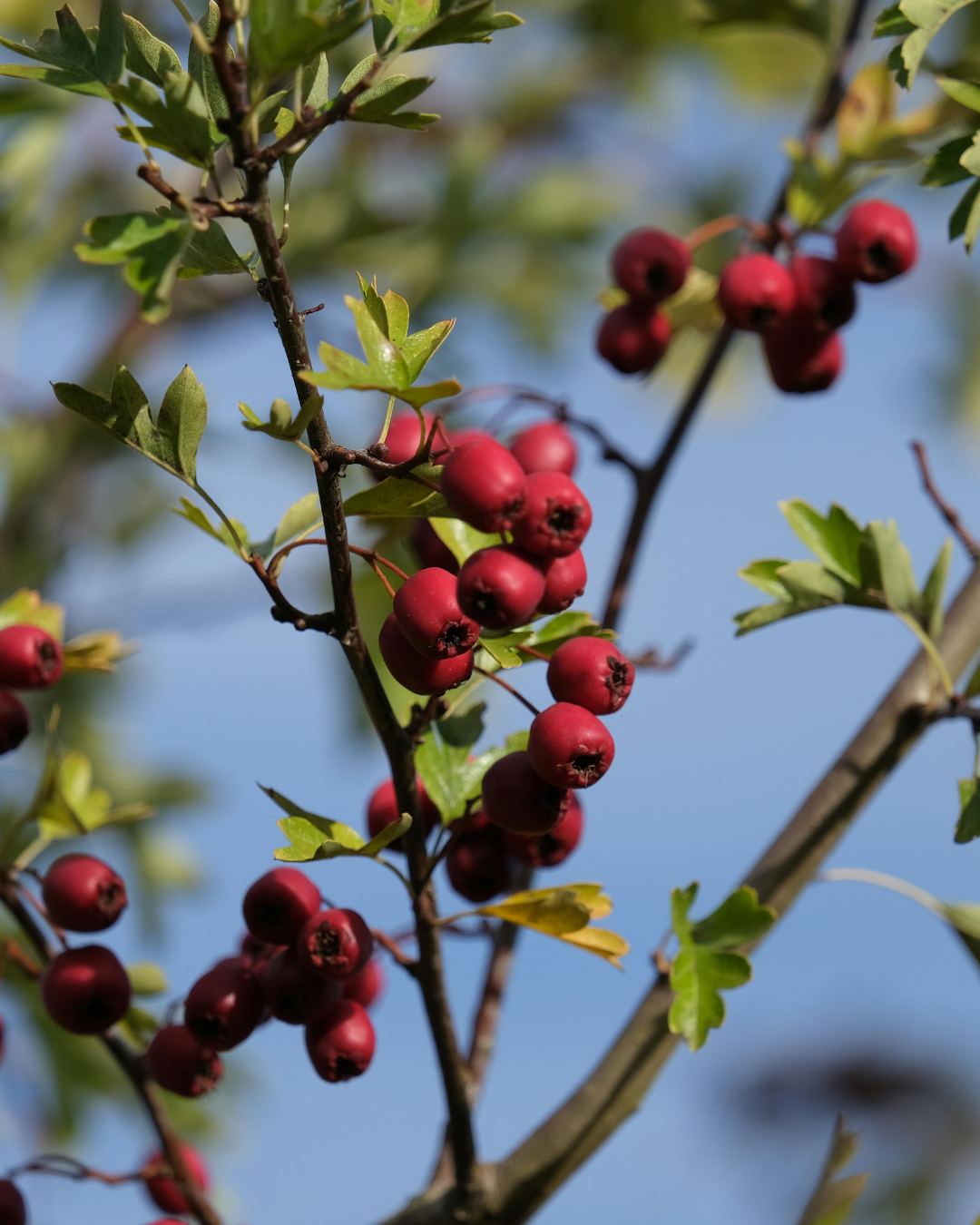 džiovinti gudobelės vaisiai