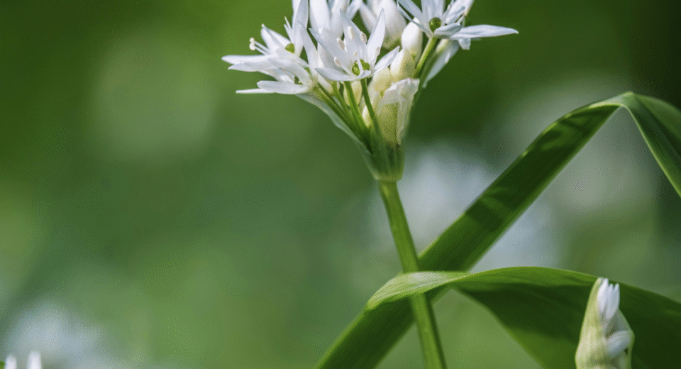 meškinis česnakas receptai​