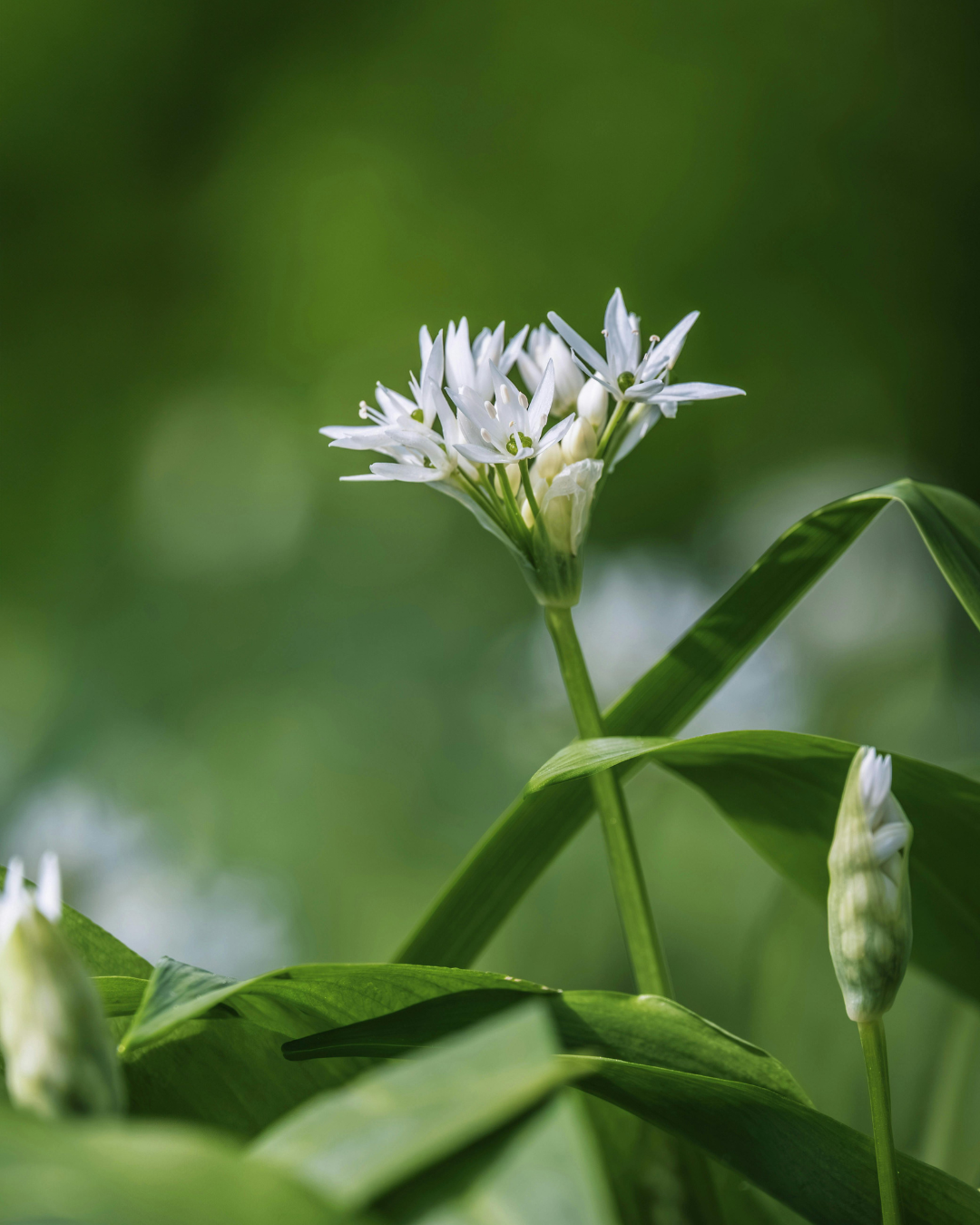 meškinis česnakas receptai​