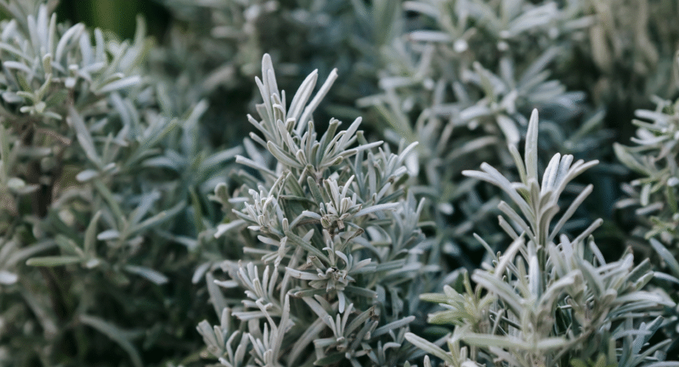 Pelynas: karčioji gamtos vaistinėlė ir paslaptingasis Absento ingredientas 2 pelynas