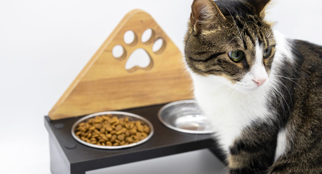 Kaip pasirinkti tinkamą ėdalą pagal katės amžių ir sveikatą