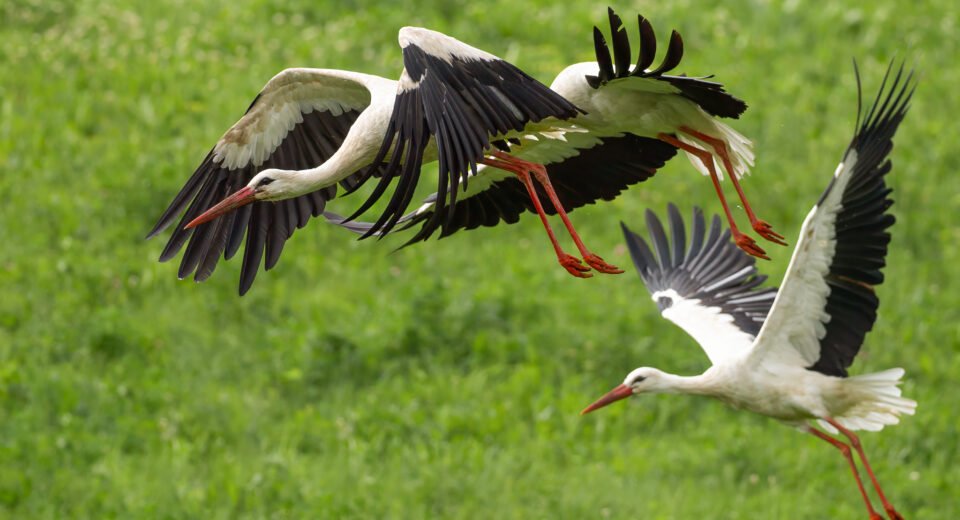 Lietuvos laukinė gamta žmogaus akivaizdoje: kurios rūšys prisitaiko, o kurios nyksta? 5 gandrai