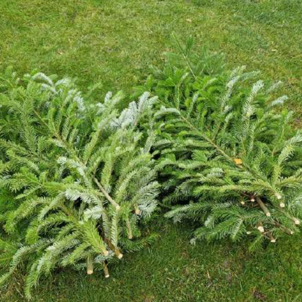 Parsinešk Kalėdas į savo namus