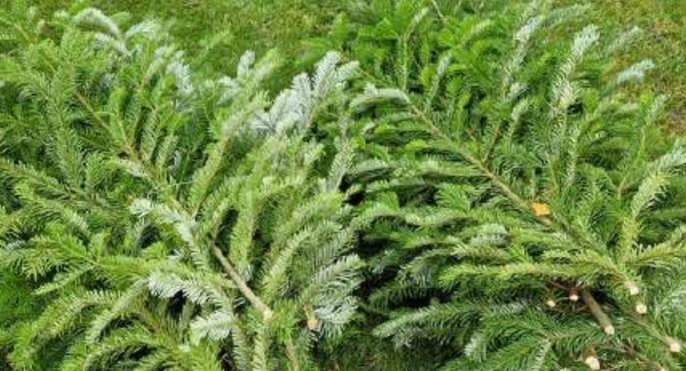 Miškininkai pradeda šventinę veiklą: kalėdiniai medeliai ir tradicinė akcija „Parsinešk Kalėdas į savo namus“ 6 Parsinešk Kalėdas į savo namus