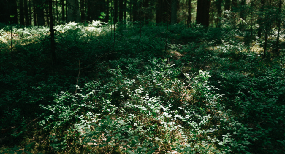 Vyriausybė pritarė Miškų įstatymo pataisoms — ko tikėtis 2 miškas