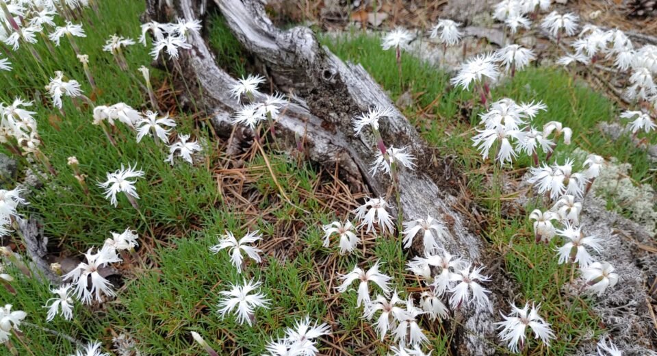 Cimakavo draustinio teritorija gali padidėti 5 kartus 2 Cimakavo draustinio