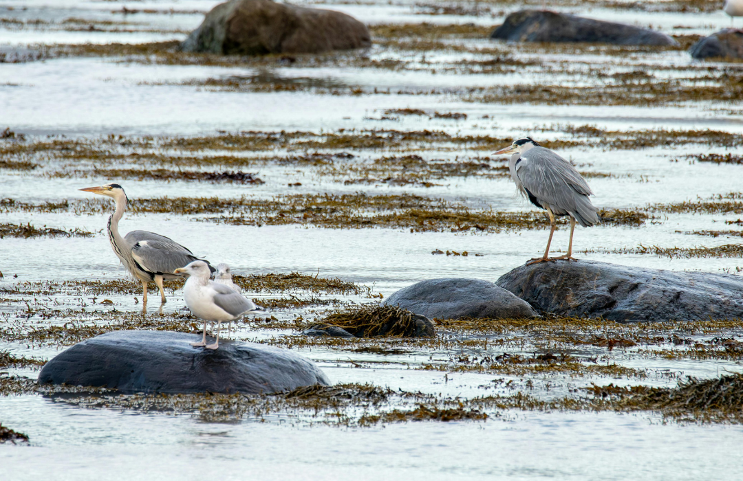 Klimato juostos: kas tai ir kodėl svarbu mūsų planetai 1 Klimato juostos