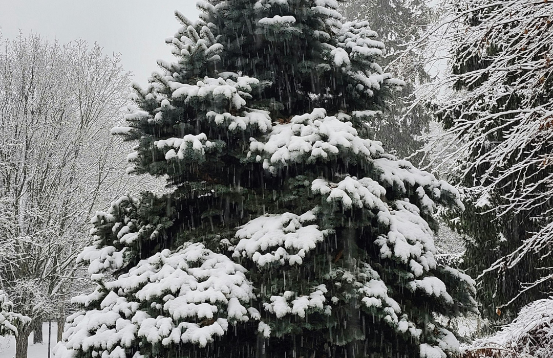 Rūšiuoti šventines atliekas