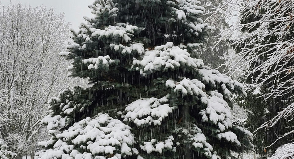 Rūšiuoti šventines atliekas: atsakingas žingsnis po švenčių 7 Rūšiuoti šventines atliekas