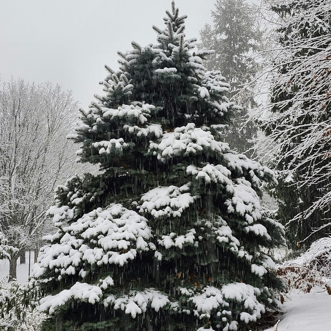 Rūšiuoti šventines atliekas: atsakingas žingsnis po švenčių 5 Rūšiuoti šventines atliekas