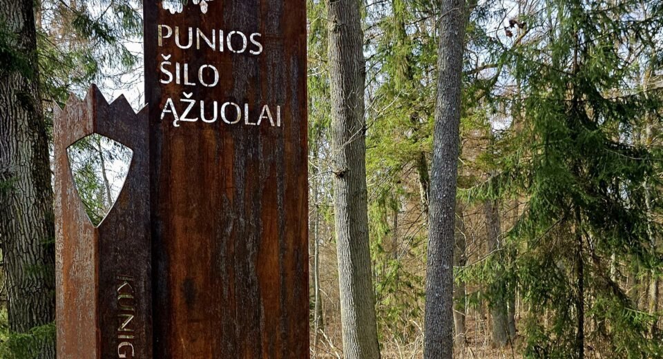 Punios šilas: rezervatinių miškų plotas išaugs pusantro karto 10 punios šilas