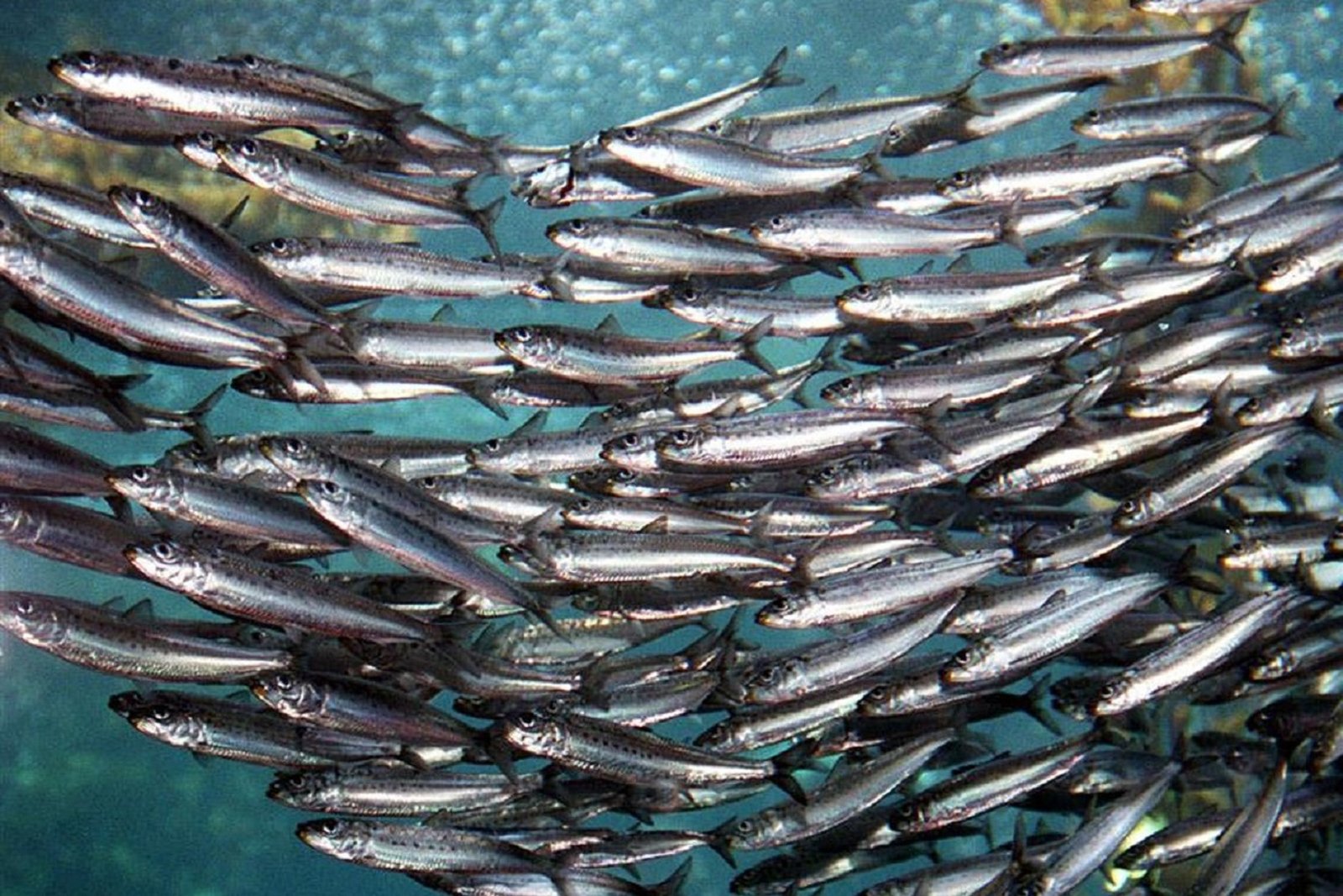 Žuvininkystės kontrolės sistemos reforma: ne bausti, o skatinti tvaraus žuvininkystės sektoriaus plėtrą