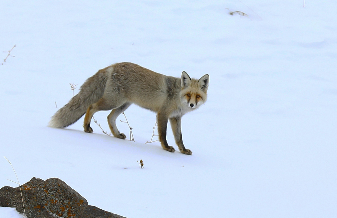 Žiemos iššūkiai laukinei gamtai: aplinkosaugininkų instrukcija, kaip elgtis sutikus neįprastai besielgiantį gyvūną