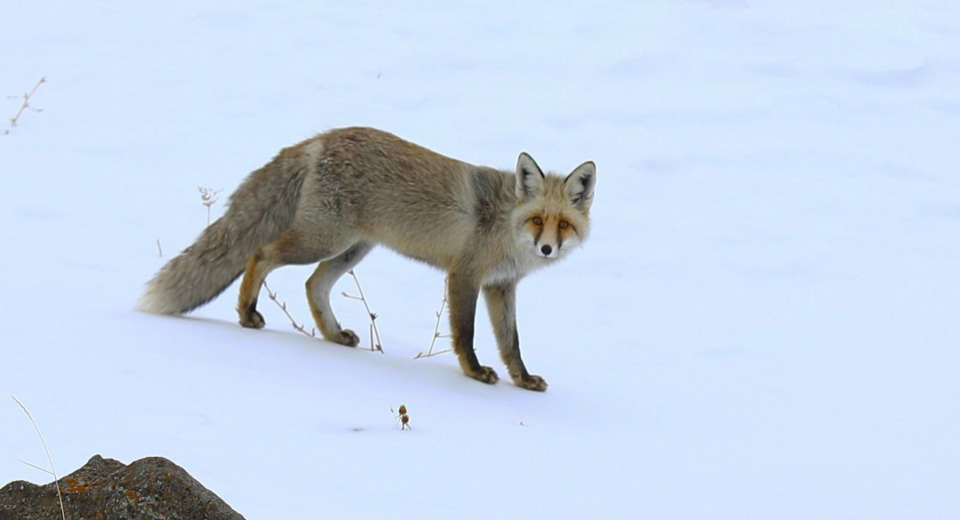Žiemos iššūkiai laukinei gamtai: aplinkosaugininkų instrukcija, kaip elgtis sutikus neįprastai besielgiantį gyvūną 9 Žiemos iššūkiai laukinei gamtai: aplinkosaugininkų instrukcija, kaip elgtis sutikus neįprastai besielgiantį gyvūną