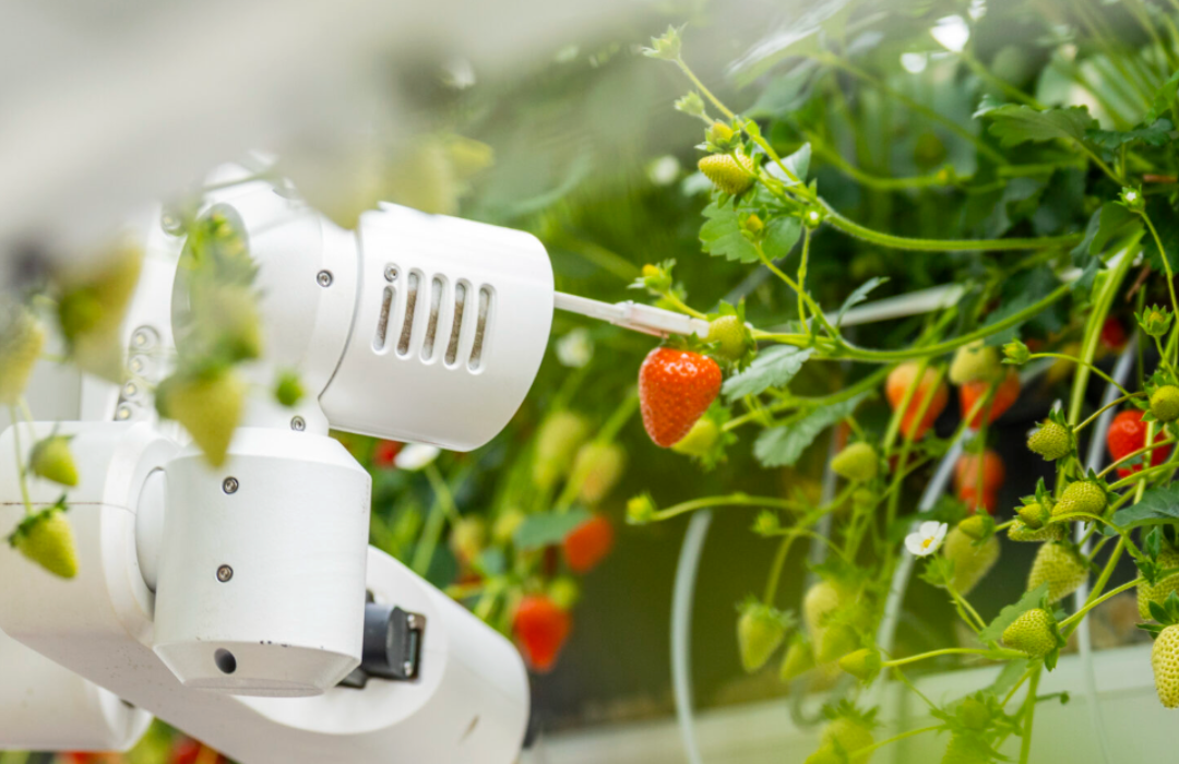 braškių auginimas