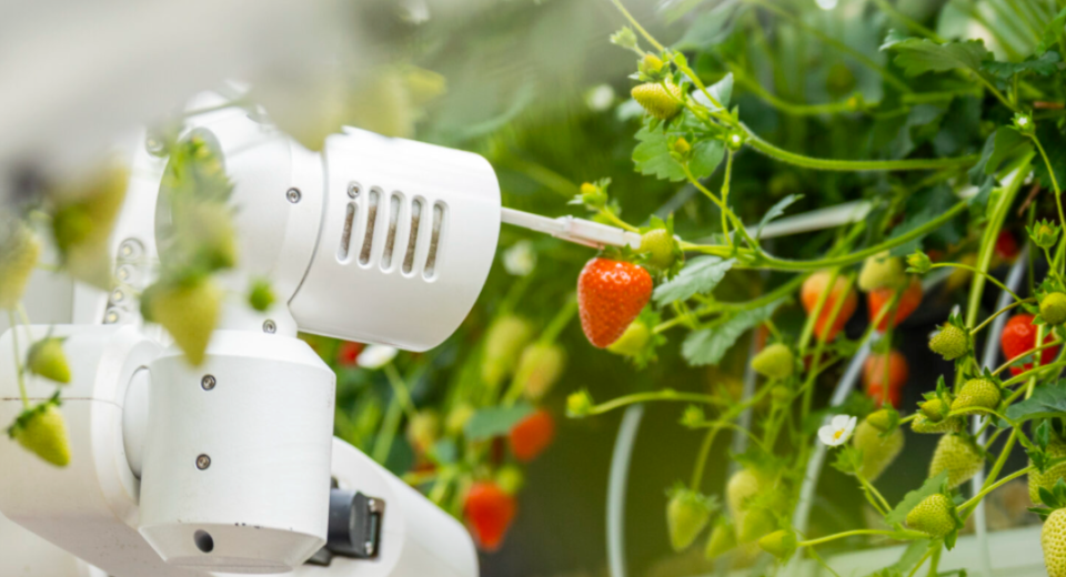 Dyson žengia į ateities žemės ūkį: aukštųjų technologijų tvarus braškių auginimas 1 braškių auginimas