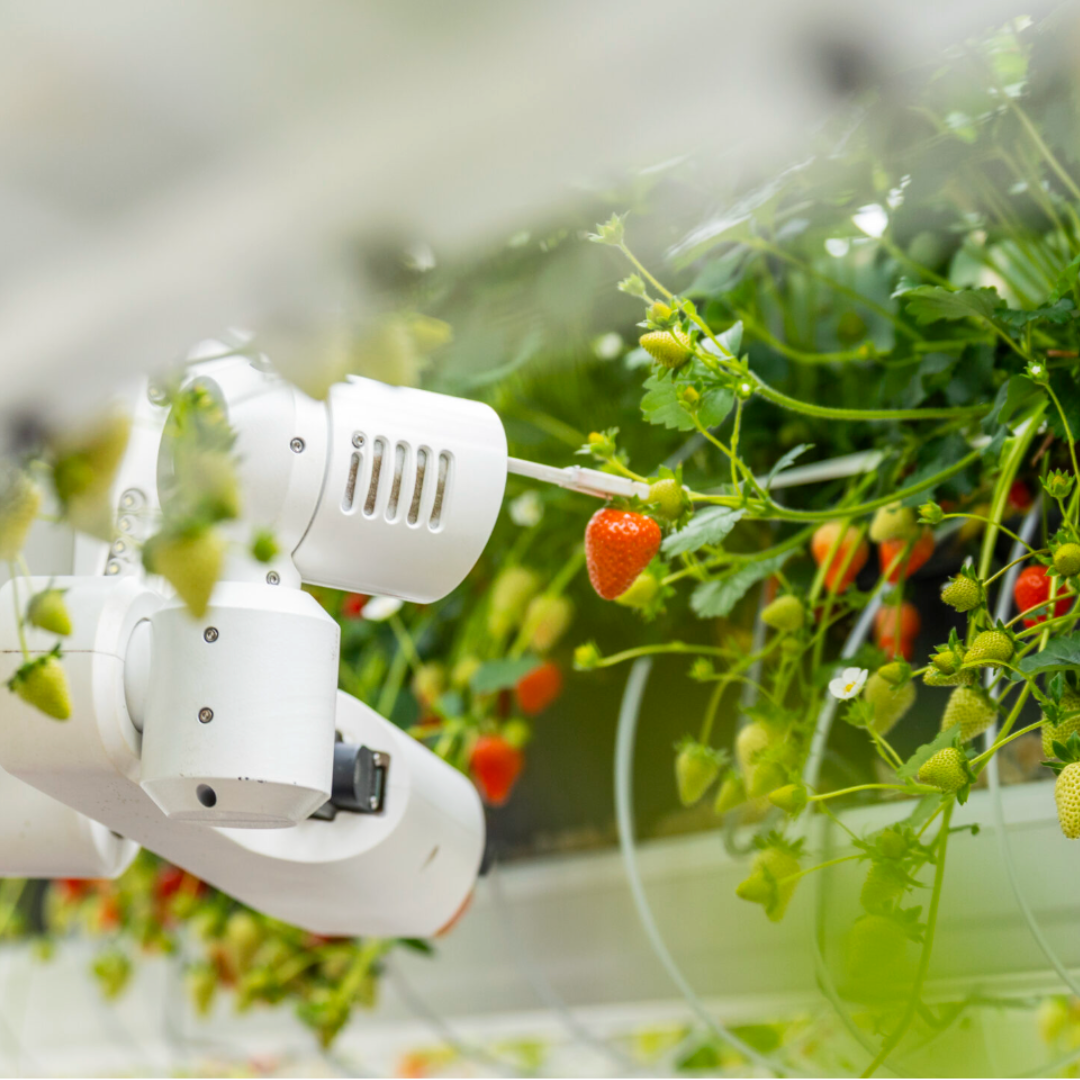 braškių auginimas