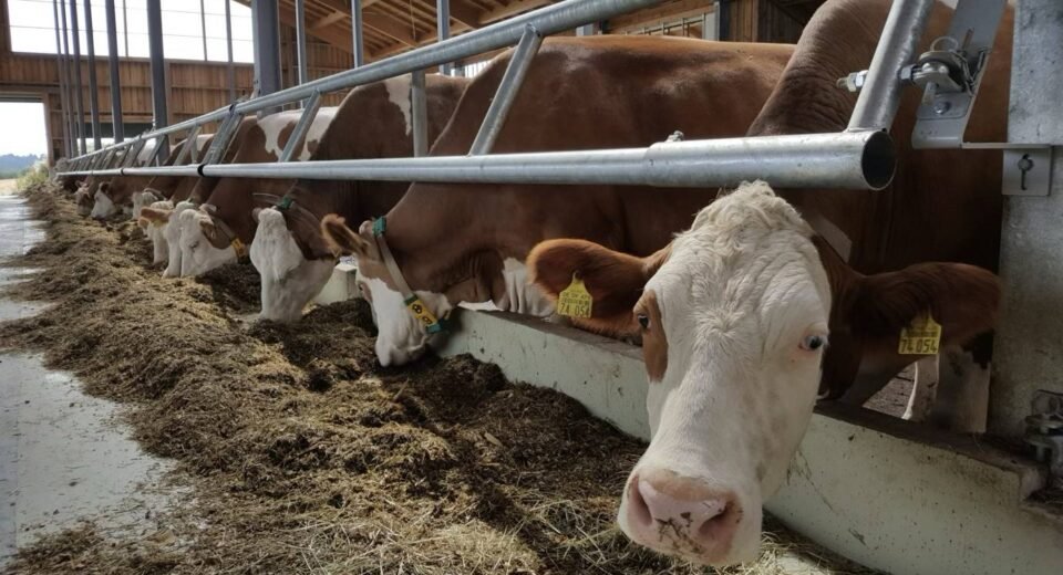 Moderni fermų vidaus įranga: raktas į produktyvų ir gyvūnams palankų ūkį 3 fermu iranga