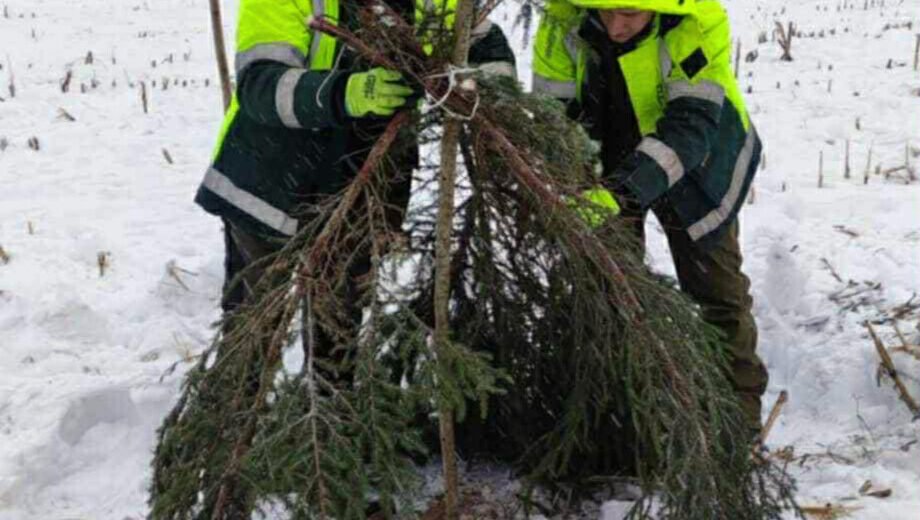 Miškininkai imasi iniciatyvos – gelbėja sudėtingomis sąlygomis žiemojančias kurapkas 6 kurapku-sleptuve-miskininkai