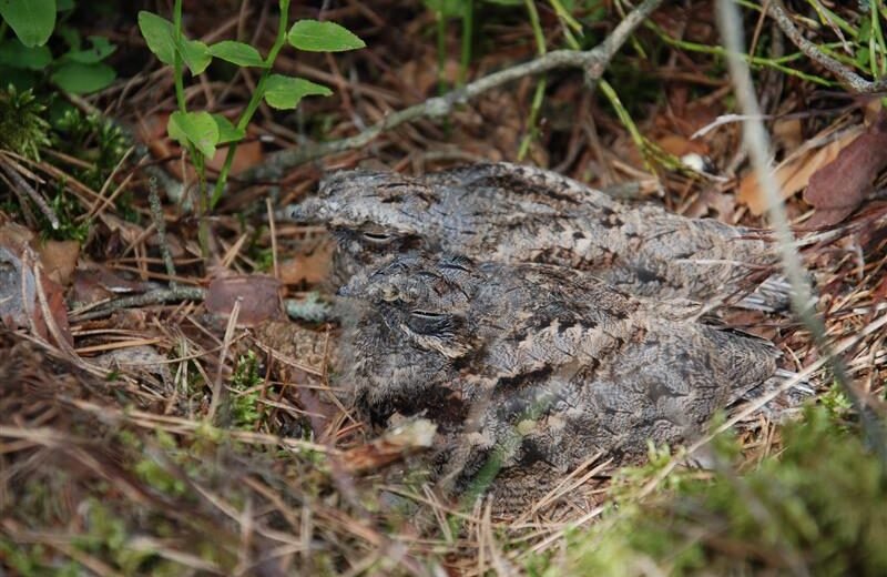 Valstybinių miškų urėdija