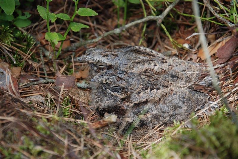 Valstybinių miškų urėdija