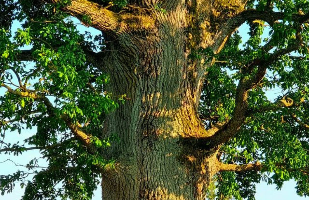 Daugiau nei botanika: kodėl Žemaitijos milžinas nusipelnė Europos karūnos 1 Europos metų medis