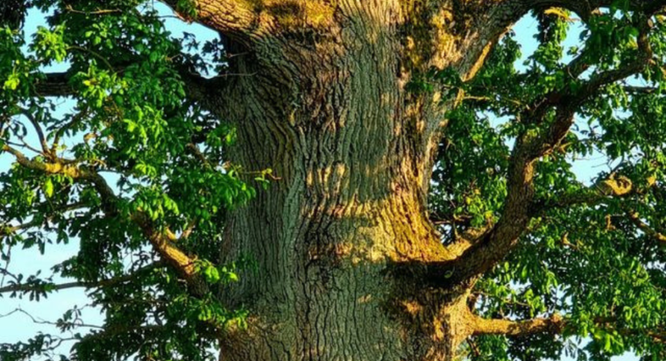 Europos metų medis