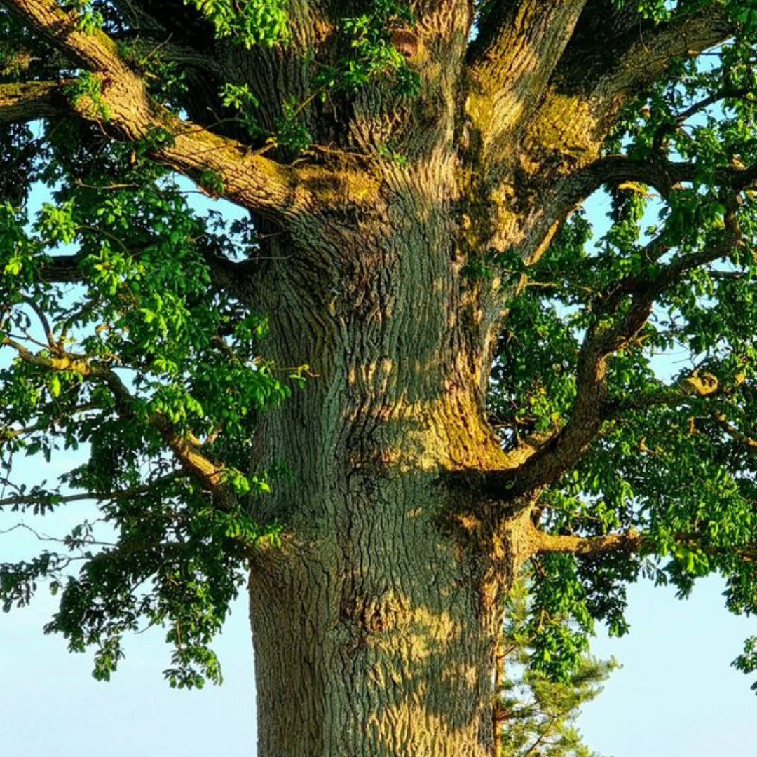 Europos metų medis