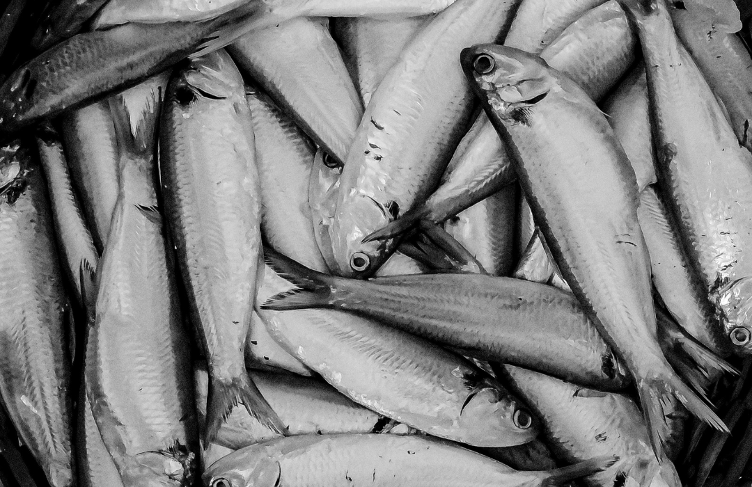 Kuršių mariose žvejojusių verslininkų laimikis pernai – gerokai prastesnis