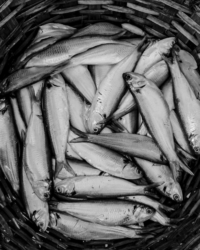 Kuršių mariose žvejojusių verslininkų laimikis pernai – gerokai prastesnis