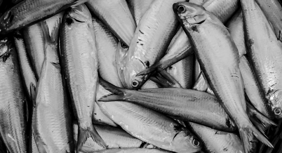 Kuršių mariose žvejojusių verslininkų laimikis pernai – gerokai prastesnis