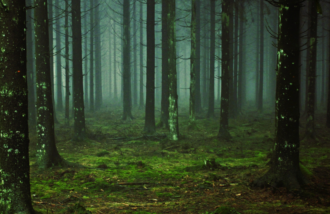 Miškų įstatymo pakeitimus