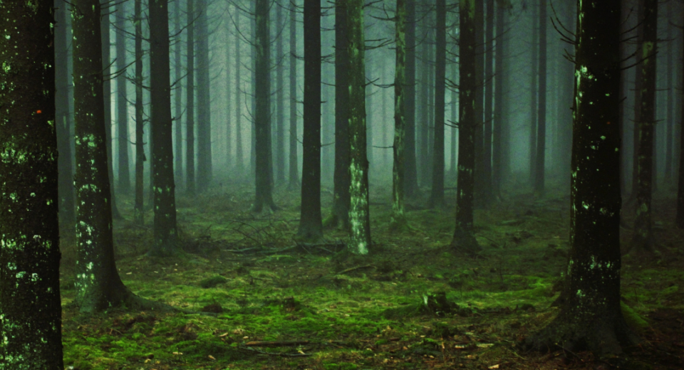 Miškų įstatymo pakeitimus