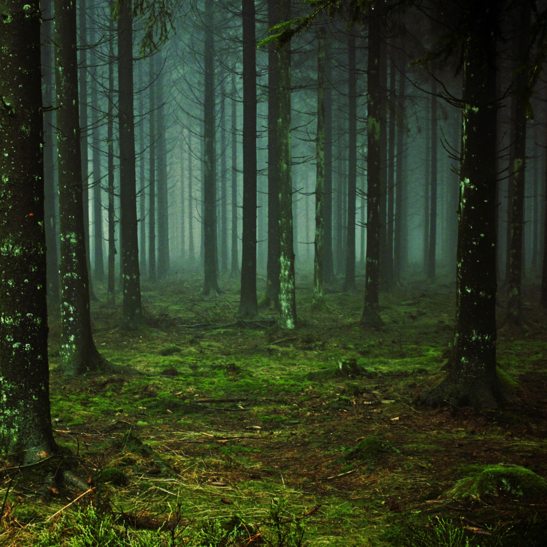 Miškų įstatymo pakeitimus