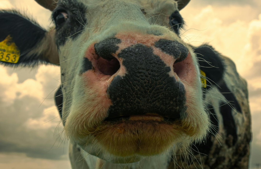 Skaitmeninis lūžis gyvulininkystėje: elektroniniai vežimo dokumentai keičia sektoriaus skaidrumo ir kontrolės standartus 1 Skaitmeninis lūžis gyvulininkystėje: elektroniniai vežimo dokumentai keičia sektoriaus skaidrumo ir kontrolės standartus