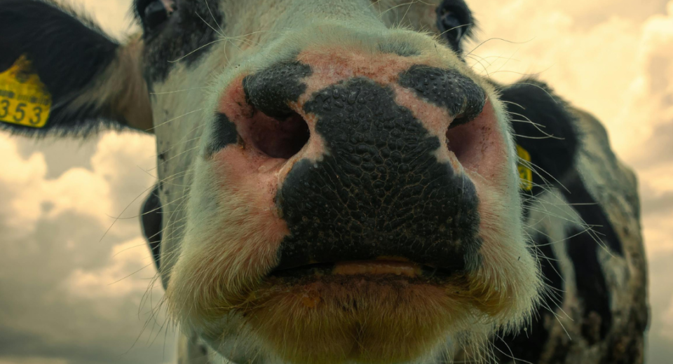 Skaitmeninis lūžis gyvulininkystėje: elektroniniai vežimo dokumentai keičia sektoriaus skaidrumo ir kontrolės standartus