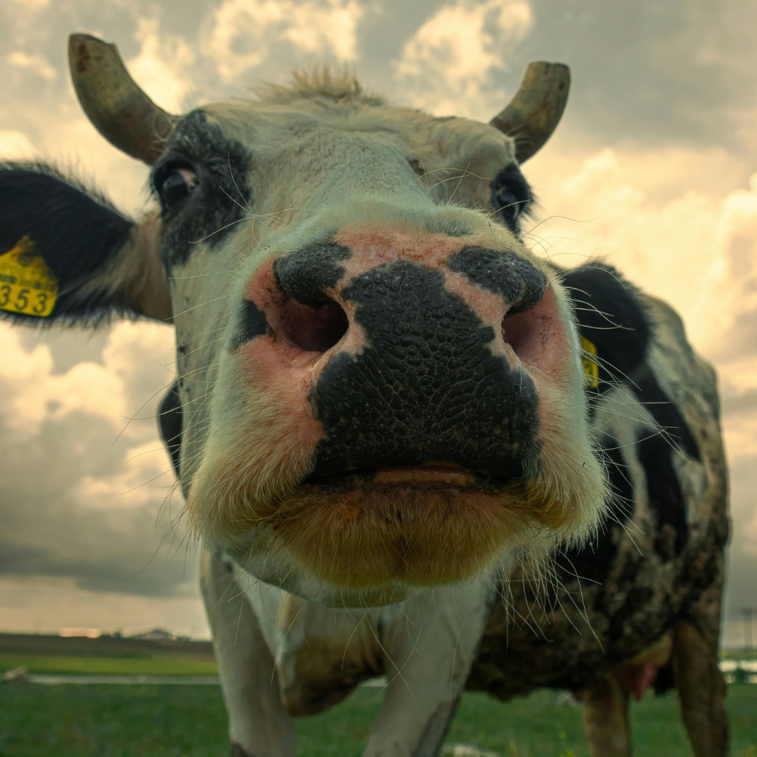 Skaitmeninis lūžis gyvulininkystėje: elektroniniai vežimo dokumentai keičia sektoriaus skaidrumo ir kontrolės standartus