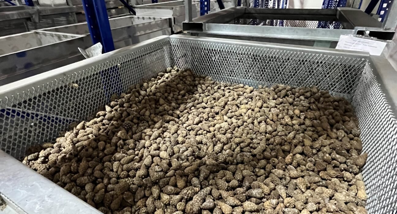 kankorėžių aižykla